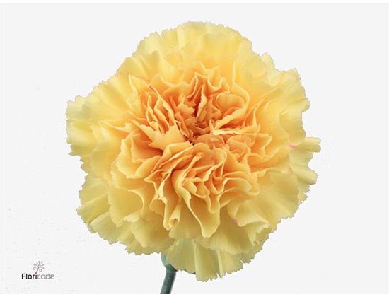 Nagelj Short Goldi c417