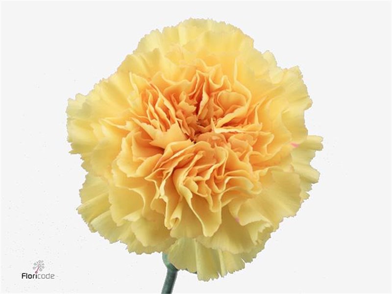 Nagelj Short Goldi c417