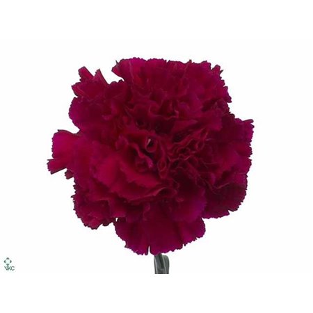 Nagelj Short Golem c418