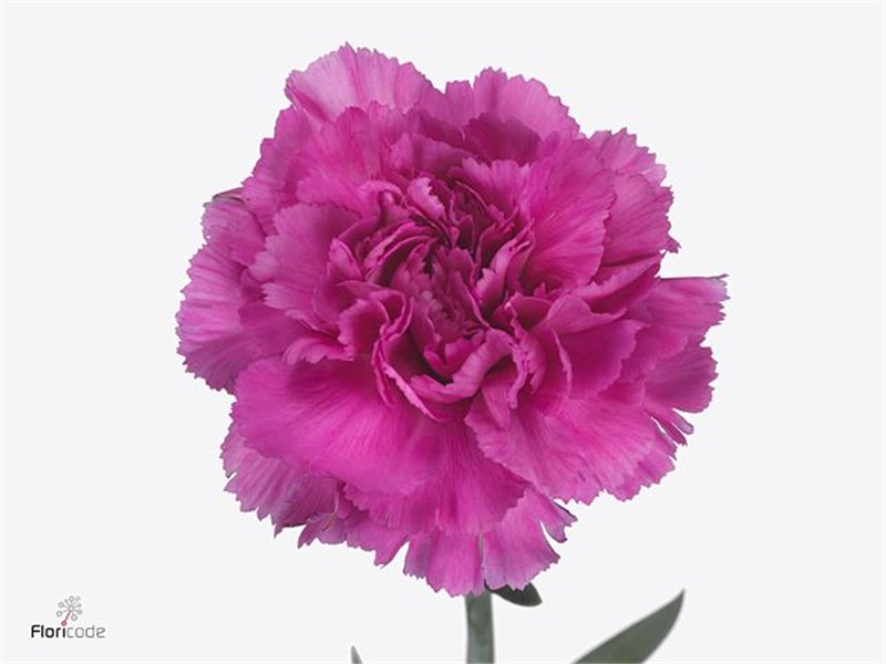 Nagelj Short Golem c419