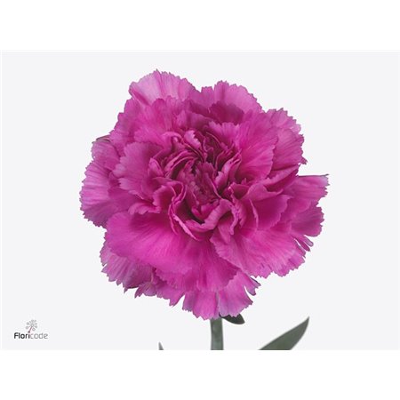 Nagelj Short Golem c419