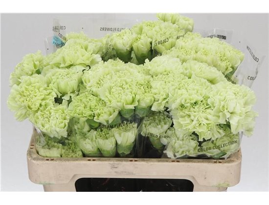 Nagelj Short jungle Green c420