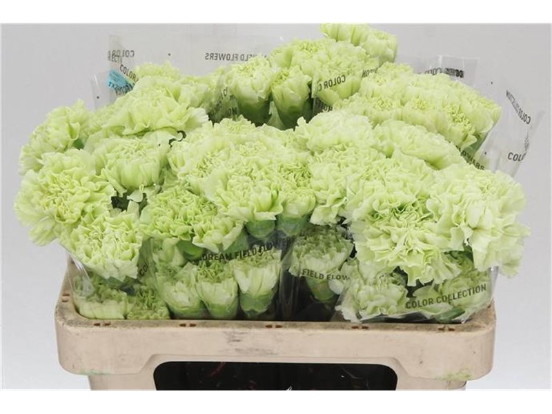 Nagelj Short jungle Green c420