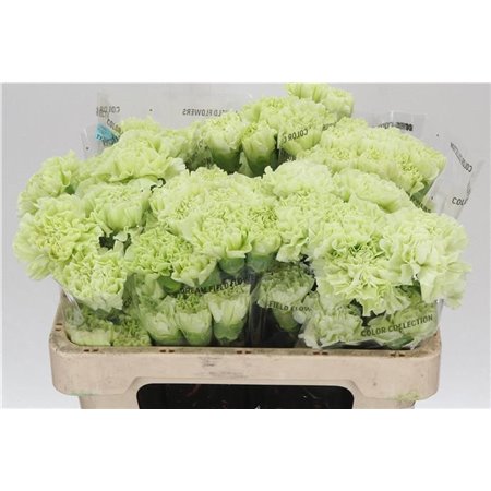 Nagelj Short jungle Green c420