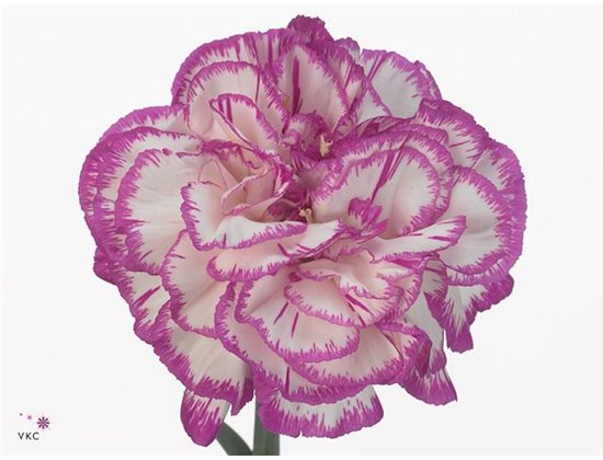 Nagelj Short Kino c421