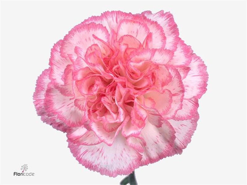 Nagelj Short Kino c422