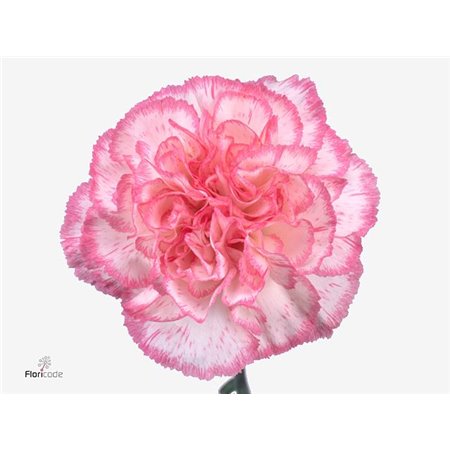 Nagelj Short Kino c422