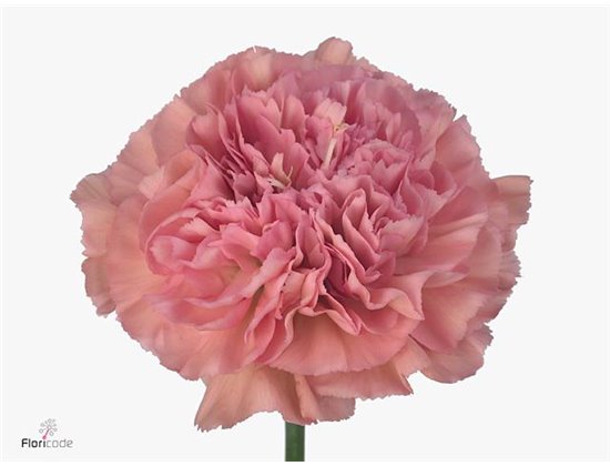 Nagelj Short Lege Marrone c424