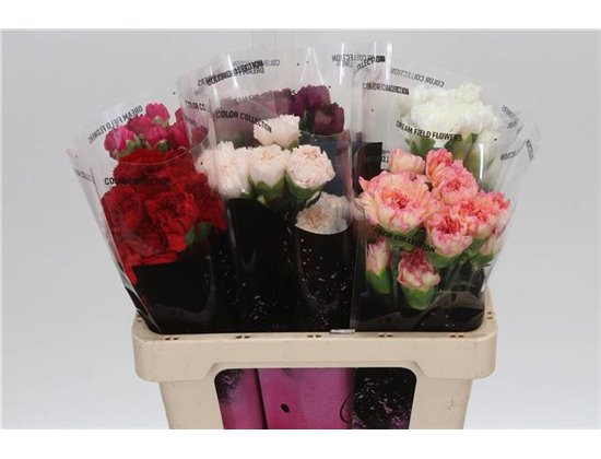 Nagelj Short Mixed in bucket c426