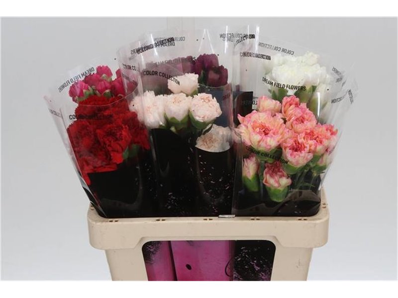 Nagelj Short Mixed in bucket c426