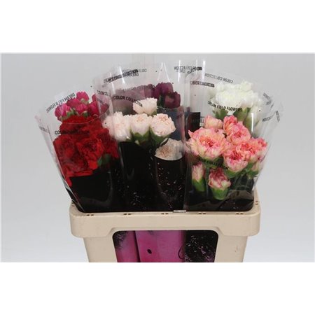 Nagelj Short Mixed in bucket c426