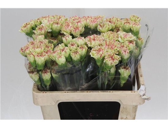 Nagelj Short Mochi c427