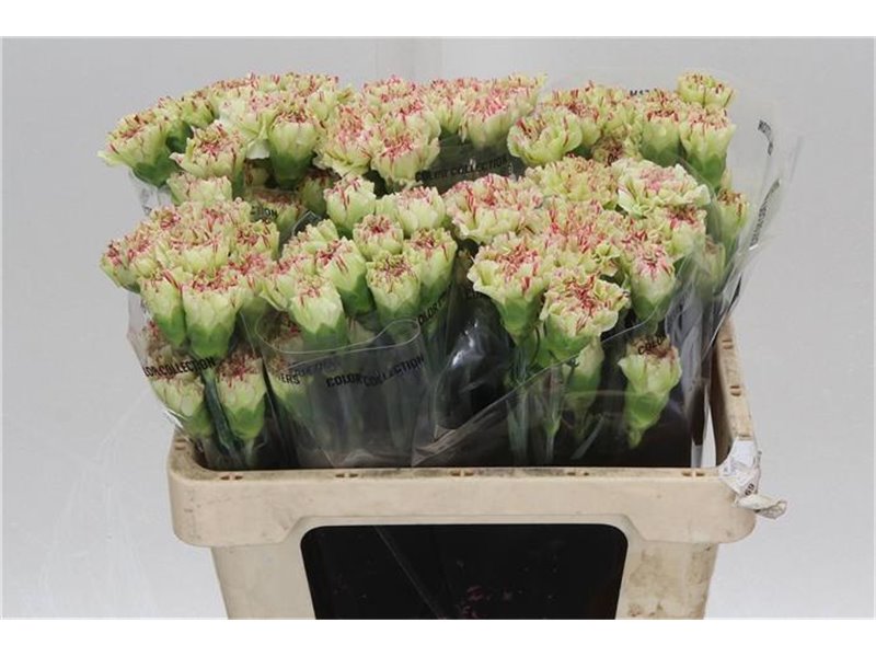 Nagelj Short Mochi c427