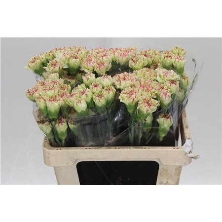 Nagelj Short Mochi c427