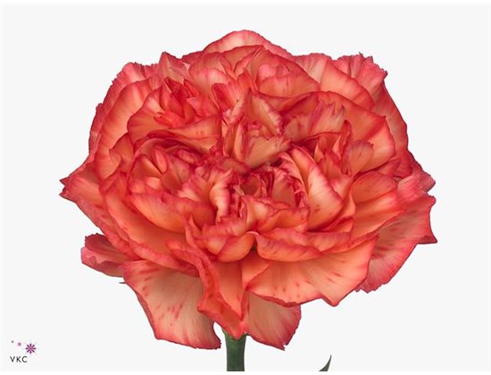 Nagelj Short Orange Viana c429