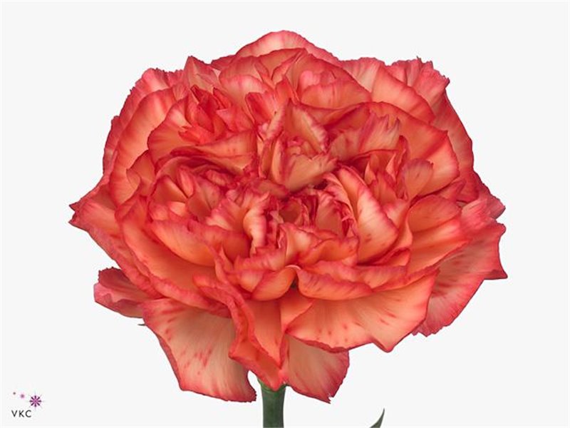 Nagelj Short Orange Viana c429