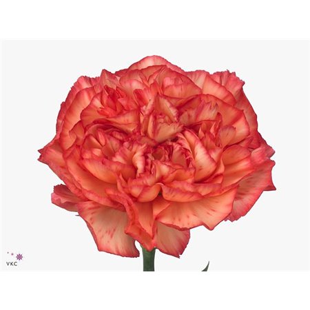 Nagelj Short Orange Viana c429