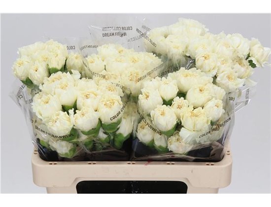 Nagelj Short Rodas c432