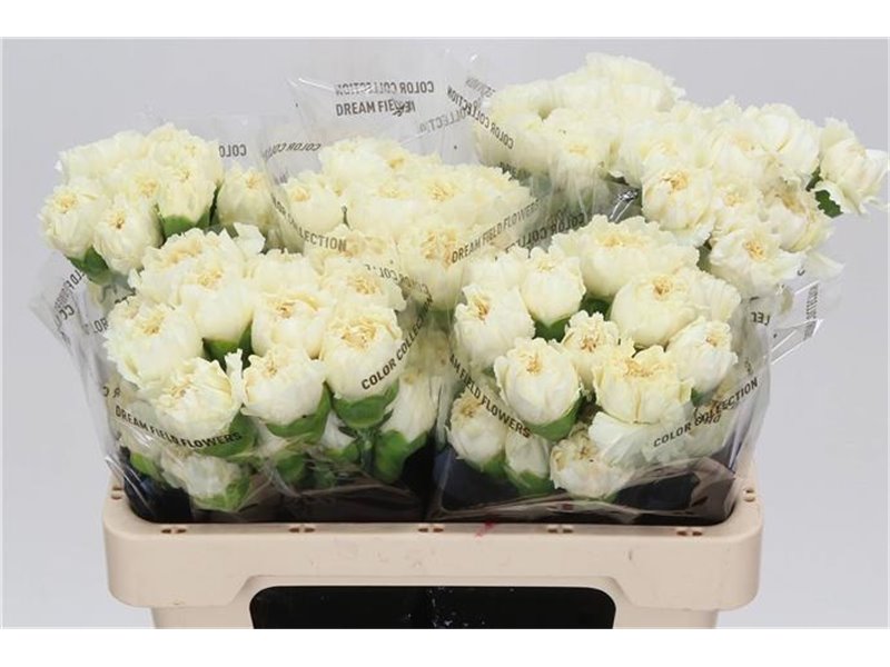 Nagelj Short Rodas c432