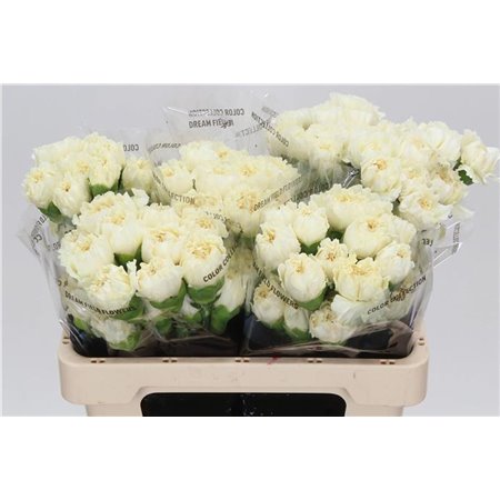 Nagelj Short Rodas c432