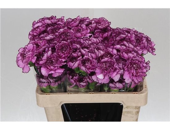 Nagelj Short Royal Damascus c433