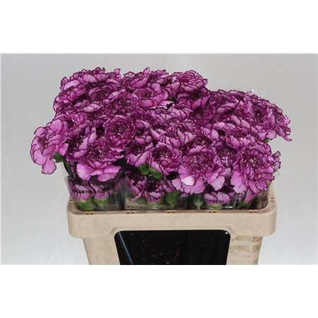 Nagelj Short Royal Damascus c433