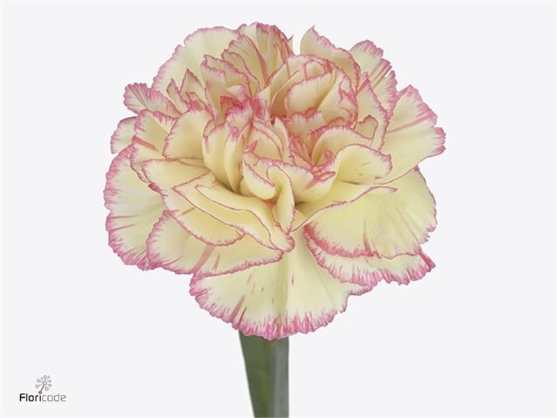 Nagelj Short Spritz Sport c434