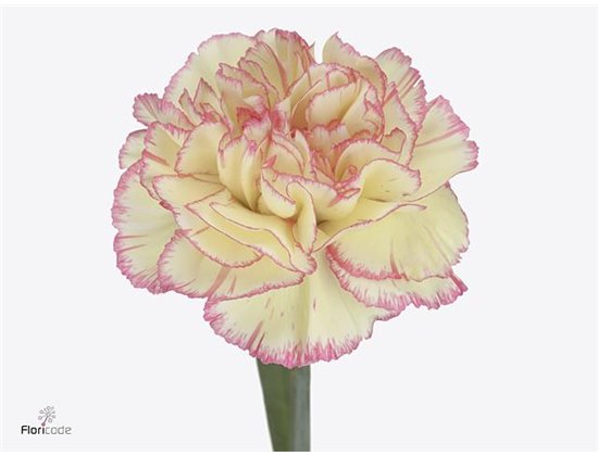 Nagelj Short Spritz Sport c435