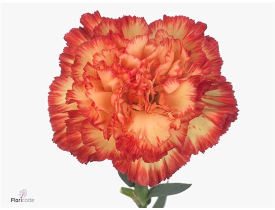 Nagelj Short Spritz Sport c436