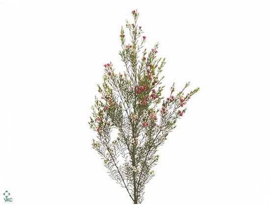 Chamelaucium My Sweet 16 c445