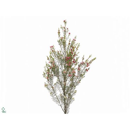 Chamelaucium My Sweet 16 c445