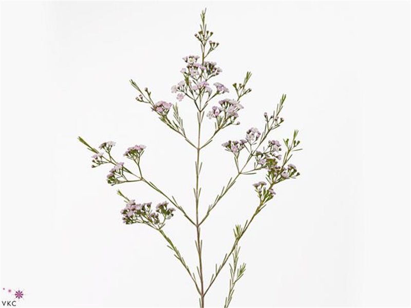 Chamelaucium My Sweet 16 c446