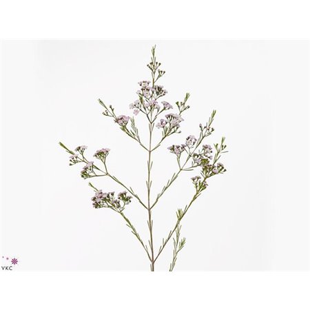 Chamelaucium My Sweet 16 c446