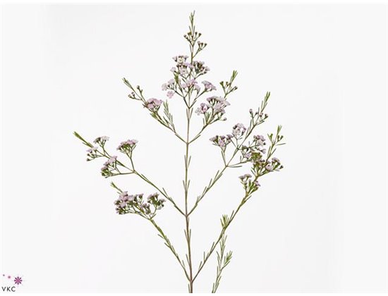 Chamelaucium Un Danc Queen c447