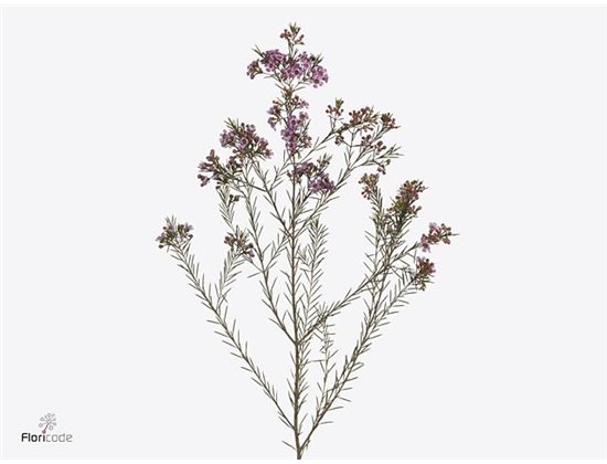 Chamelaucium Un Emma c448