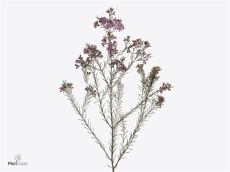 Chamelaucium Un Emma c448