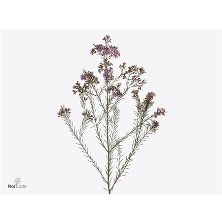 Chamelaucium Un Emma c448