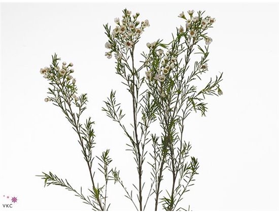 Chamelaucium Un Eve Knop c449