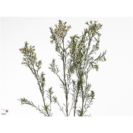 Chamelaucium Un Eve Knop c449