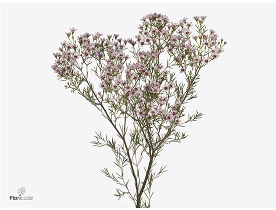 Chamelaucium Un Jupiter Sol c450