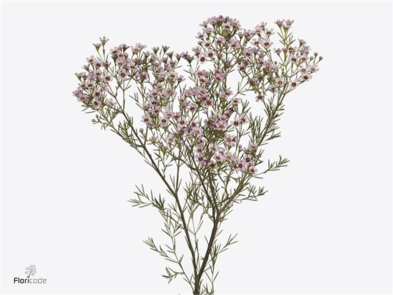 Chamelaucium Un Jupiter Sol c450