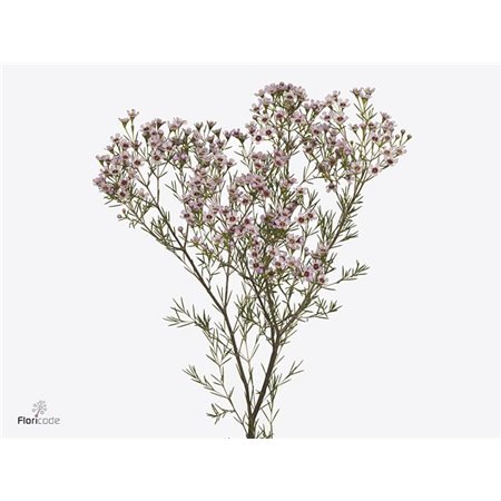 Chamelaucium Un Jupiter Sol c450