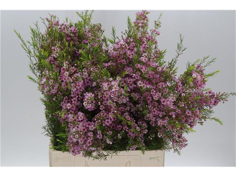 Chamelaucium Un Olivia c451