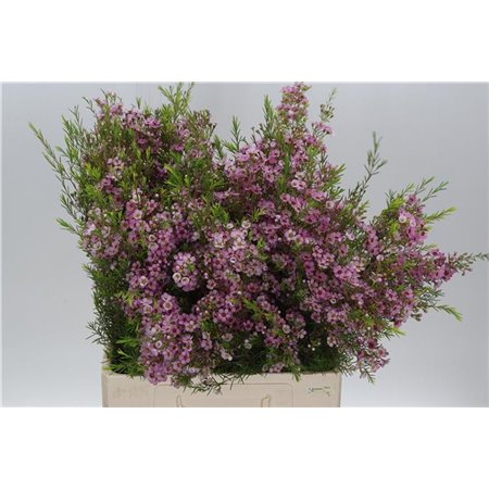 Chamelaucium Un Olivia c451