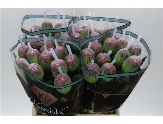 Marjetka deco Antonov Dyed Apple Bandit c463