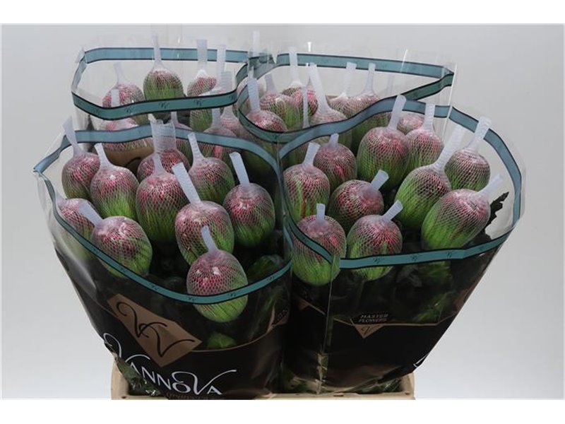 Marjetka deco Antonov Dyed Apple Bandit c463