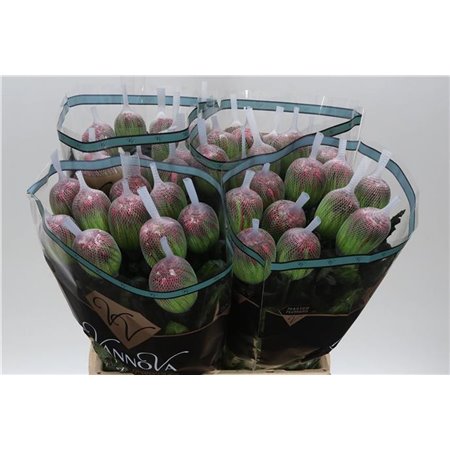 Marjetka deco Antonov Dyed Apple Bandit c463