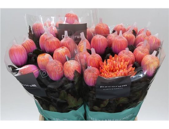 Marjetka deco Antonov Dyed Fireball c466