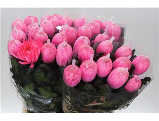 Marjetka deco Antonov Dyed Fireball c467