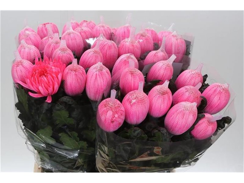 Marjetka deco Antonov Dyed Fireball c467